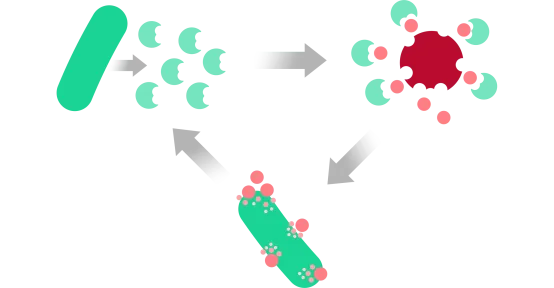 HeiQ Synbio cleaning MOA