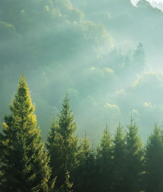 Nature Odor Control Freshness Visual